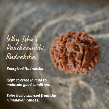 Adiyogi Rudraksha with copper chain (Long Chain). Energized Isha Panchamukhi (five faced) Rudraksha bead.