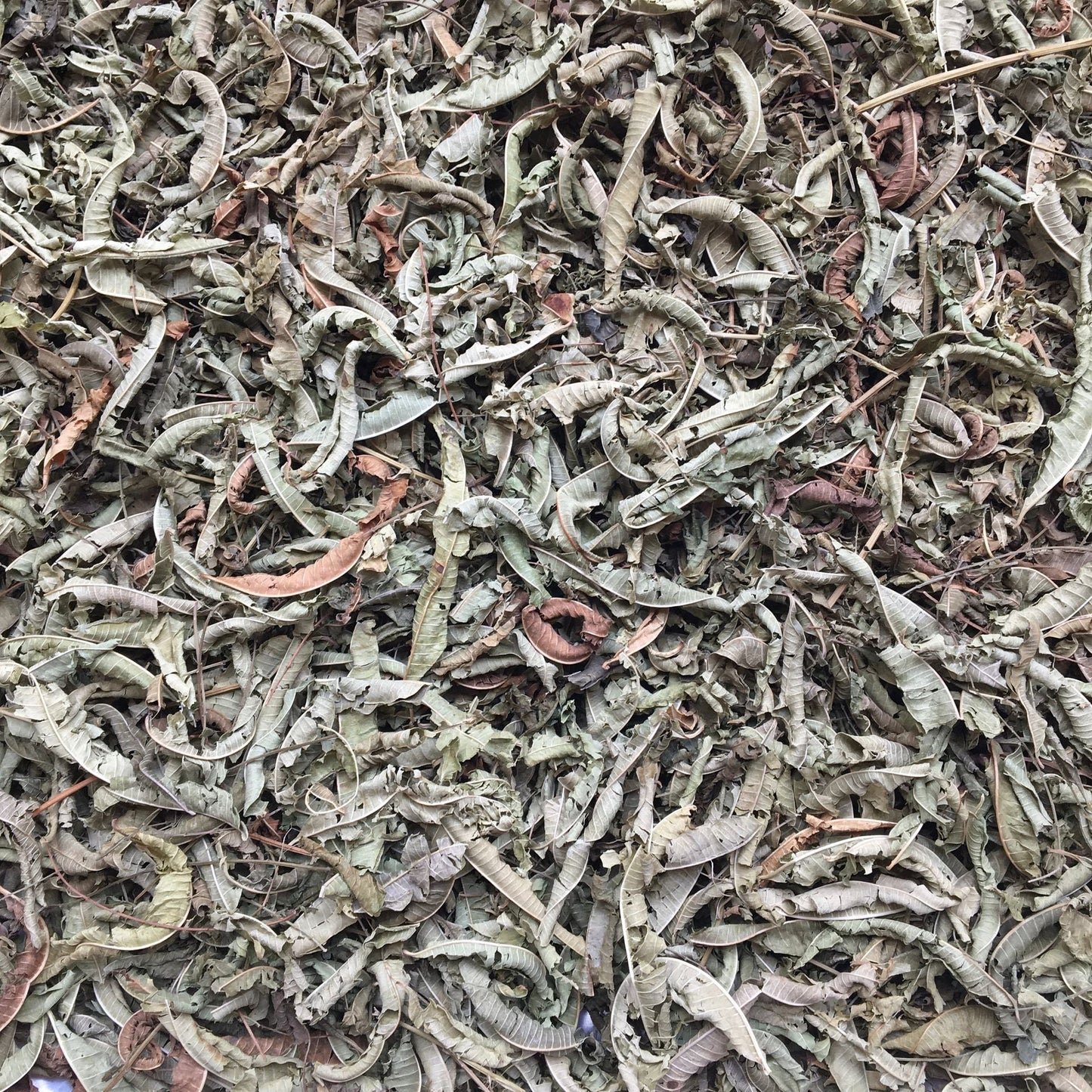 ORGANIC LEMON VERBENA, C/S/WHOLE