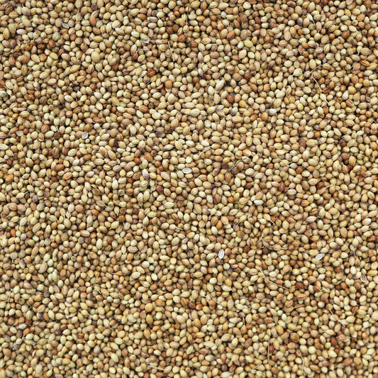 ORGANIC CORIANDER SEEDS, whole