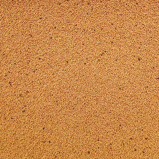 ORGANIC MUSTARD SEEDS, yellow, whole