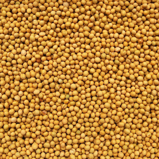 ORGANIC SOY BEANS